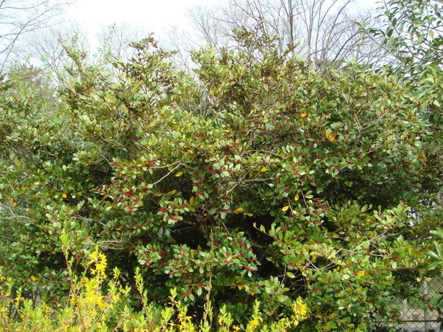 Distylium racemosum